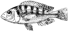 furu
